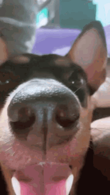 Drammen Dog GIF - Drammen Dog Dog Boop - Discover & Share GIFs.