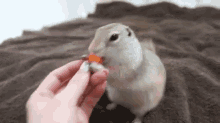 squirrel carrots squirrel carrots