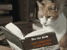 funny animals cat reading