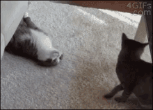 Happy Cat Day! GIF - Catday Hugs GIFs