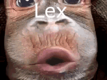 Lex Luthorlex GIF - Lex Luthorlex Monkey GIFs