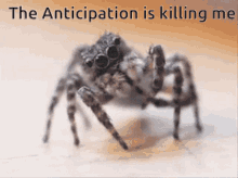 Spider Anticipation Is Killing Me GIF - Spider Anticipation Is Killing Me Waiting GIFs