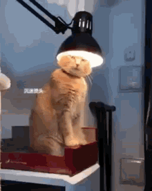 cat light head light headed skip work