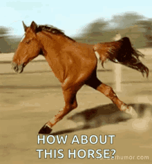 Funny Animals Running GIF - Funny Animals Running Half Horse GIFs