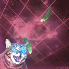 laser cat cucumber