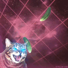 laser cat cucumber laser cat cucumber