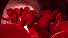 Red Blood Cells National Geographic GIF - Red Blood Cells National Geographic Arteries GIFs