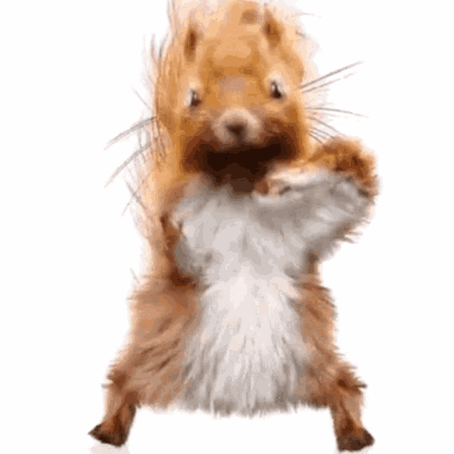 squirrel-dancing-squirrel.gif