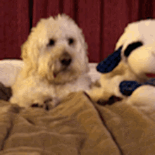 Hangry Puppy GIF - Hangry Puppy Lambchop GIFs