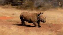 Running The Bullying Bull Rhino GIF - Running The Bullying Bull Rhino World Rhino Day GIFs