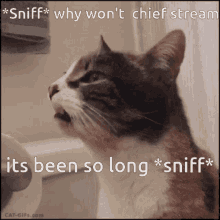 Chief Server Chief Stream GIF - Chief Server Chief Stream Chief GIFs