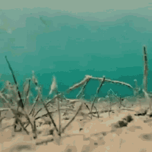 bass fishing swim fish nature bass fishing swim fish nature