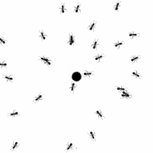 ants ants