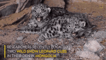 Snow Leopard Cubs Hissing GIF - Snow Leopard Cubs Hissing Snow Leopard Day GIFs