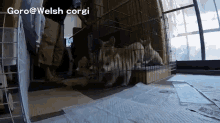 The Corgi'S Are Coming! GIF - Corgi Dog Attack GIFs