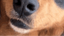 Etos Smiling GIF - Etos Smiling Dog GIFs