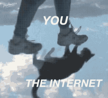 the internet cats online you mirror the internet cats online you mirror