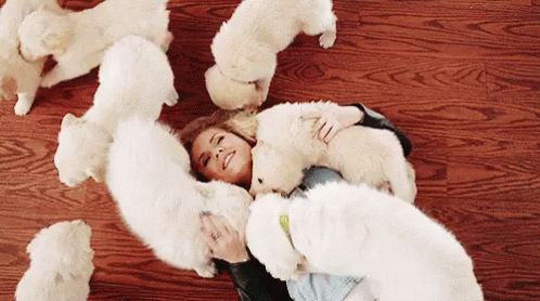 Puppy Party GIF - Pletter GIFs