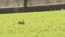 Lepre Correre Scappare Oggi No Natura GIF - Hare Running Run Away GIFs