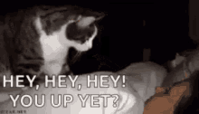 Hey You Up Yet Cat GIF - Hey You Up Yet Cat Wake Up GIFs