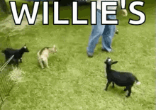 goat kick spirit animal willies spirit animal funny animals