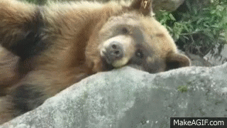bear-sleeping.gif