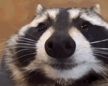 Raccoonlove Antonyraccoon GIF - Raccoonlove Raccoon Antonyraccoon GIFs