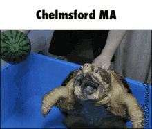 Chelmsford Massachusetts GIF - Chelmsford Massachusetts Chelmsford Ma GIFs