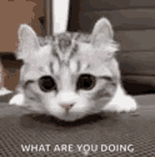 Cat Curious GIF - Cat Curious What Are You Doing GIFs