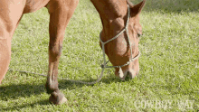 Eating Grass The Cowboy Way GIF - Eating Grass The Cowboy Way Hungry GIFs