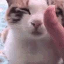 Cat Cats GIF - Cat Cats Pass Out GIFs