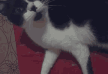 Cat Chill GIF - Cat Chill Tired GIFs