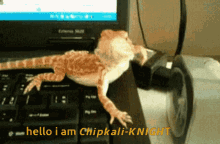 Chipkali Chipkali Knight GIF - Chipkali Chipkali Knight Knightsirkapawri GIFs