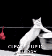 Cat Washing GIF - Cat Washing Clothes GIFs