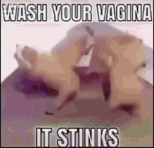 Wash Your Vagina It Stinks GIF - Wash Your Vagina It Stinks GIFs