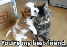 You'Re My Best Friend GIF - Bff Cute Cats GIFs