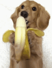 Yellow Fruit Doggy GIF - Yellow Fruit Doggy Dog Eating Banana GIFs