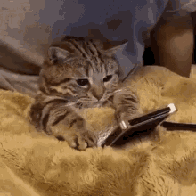 Cat Cellphone GIF - Cat Cellphone Watching GIFs