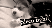 Sleep Tight Little Doggy Dude! GIF - Sleep Tight Doggy Sleepy GIFs