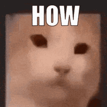 How Cube Cat GIF - How Cube Cat Cat Cube GIFs