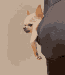 Funny Chihuahua GIF - Funny Chihuahua Chill GIFs