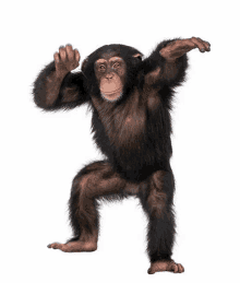 Monkey Viben Danceing Ape GIF - Monkey Viben Monke Danceing Ape GIFs