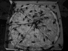 pizza roaches black and white ew gross
