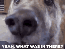 What Was In There Dog GIF - What Was In There What Dog GIFs