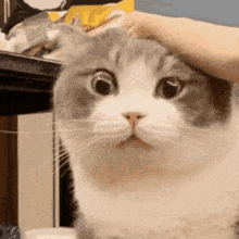 Dimden Cute Cat GIF - Dimden Cute Cat Cat GIFs