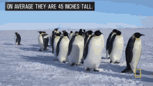 On Average They Are45inches Tall Emperor Penguins GIF - On Average They Are45inches Tall Emperor Penguins Boss Penguin GIFs