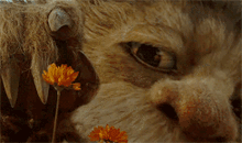 Where The Wild Things Are Flower GIF - Where The Wild Things Are Flower Orange GIFs