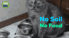 Save Soil Cat GIF - Save Soil Cat Food GIFs