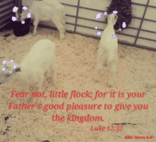 shepherd sheep bible verses kjvbible
