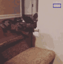 stairs jumping leaping skips cute puppy